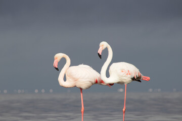 Wild african birds. Two Great african flamingos  walking around the blue lagoon against bright sky