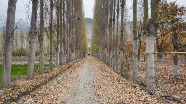 Tasmanian blue gum treen in autumn in Skardu Pakistan 