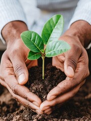 A person gently holds a small plant with green leaves, nurturing it within their hands, symbolizing growth and environmental care.