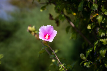 The national flower of Korea, the Rose of Sharon