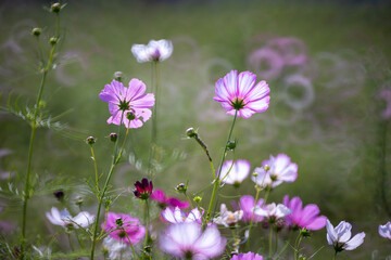 Fototapeta premium Cosmos blooming in the field