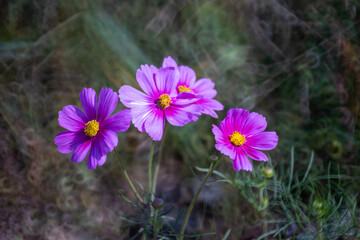 Cosmos blooming in the field