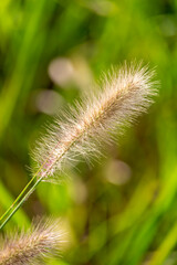 Dog grass in the field
