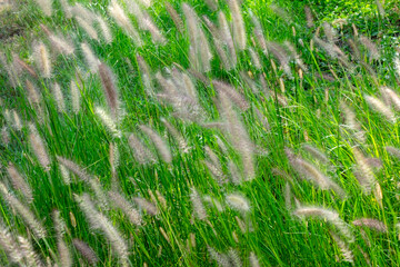 Dog grass in the field