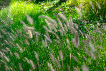 Dog grass in the field