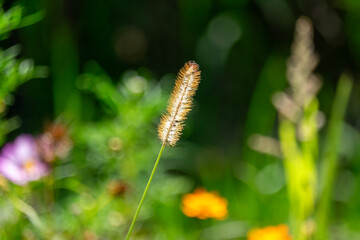Dog grass in the field