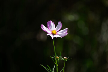 Fototapeta premium Cosmos blooming in the field