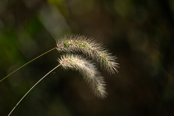 Cosmos blooming in the field