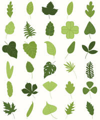 Vector Collection Of Different Leaves