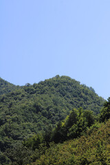 green trees forest landscape photo