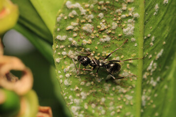 Black carpenter ant macro photo	