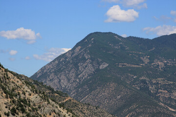 green trees forest landscape photo