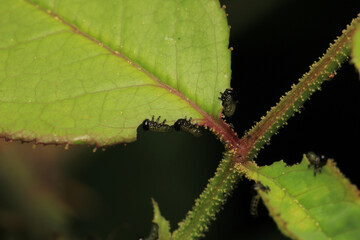 green trees forest landscape photo