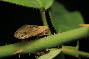 natural ricania insect macro photo