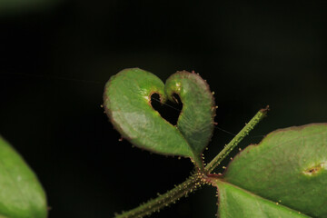 green trees forest landscape photo