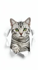 Adorable American Shorthair Cat Emerging Through Torn Paper on White Background