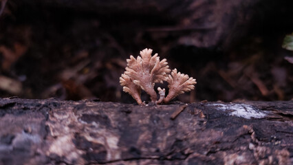 Mushrooms grow wild on rotten wood in the rainy season