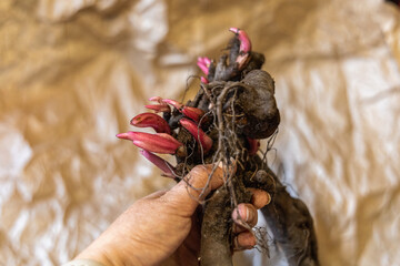 Large root of herbaceous peony with buds and roots before planting