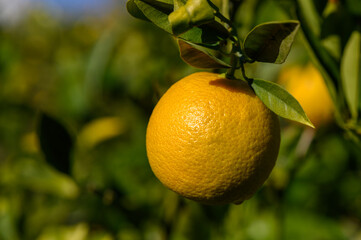 Bright and ripe lemon hangs from the branch in a sunny orchard filled with lush green leaves