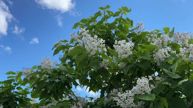White flowers of Catalpa bignonioides blooming Indian bean tree.