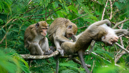 Macaca fascicularis (kera ekor panjang, monyet ekor panjang, long-tailed macaque, crab-eating monkey, cynomolgus macaque) with his mate