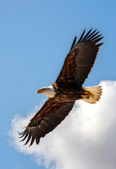 Obraz premium Eagle flying in sky