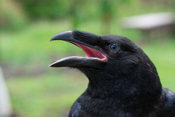 A black raven calls out