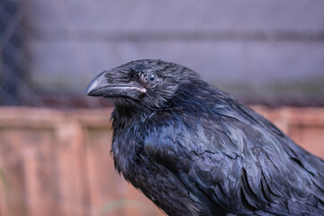 A black raven sits on the ground