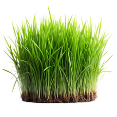 green grass isolated on white