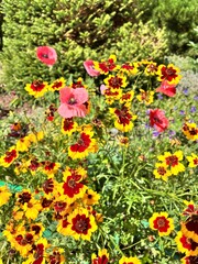 Fototapeta premium red and yellow Blooming Coreopsis in a summer flower garden. Floral background.