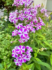 Blooming Phlox paniculata Mishenka with pink petals and white stripes on a summer day in the garden.Floral background.