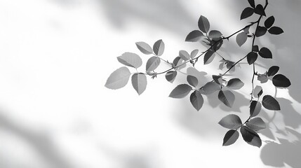 Monochrome image of a leafy branch casting shadows on a white background.