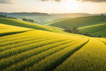 Fototapeta premium Early morning rural landscape crops field strips dew