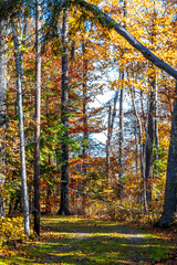 A Road at Autumn in Door County of Wisconsin