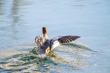 G&auml;nses&auml;ger