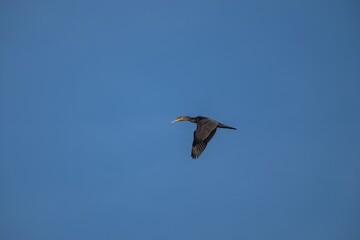 Kormoran