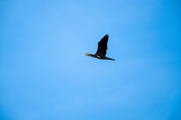 Kormoran