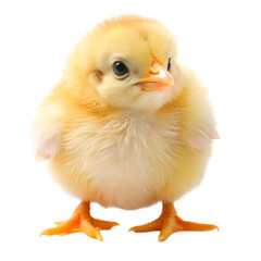 Obraz premium baby chicken isolated on white