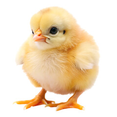 Obraz premium baby chicken isolated on white