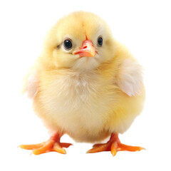 Fototapeta premium baby chicken isolated on white