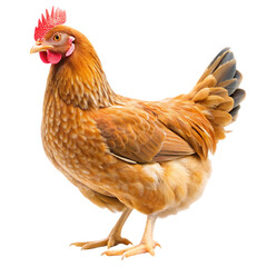 Fototapeta premium Hen isolated on white