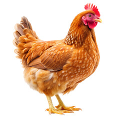 Fototapeta premium Hen isolated on white