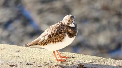 atlantic puffin on the rocks