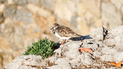 a bird on the rock in the sea
