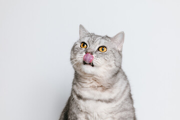 Adorable cat lick his mouth and looking up waiting for a treat, white background © Natureveryday