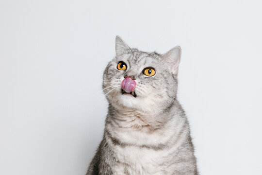 Adorable cat lick his mouth and looking up waiting for a treat, white background