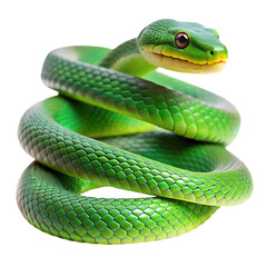 green snake