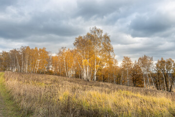 Fototapeta premium A field of trees with a cloudy sky in the background