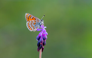 Akbes Poppy Butterfly (Tomares nesimachus) in its natural habitat in Izmir Yamanlar Mountain
