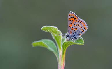 Akbes Poppy Butterfly (Tomares nesimachus) in its natural habitat in Izmir Yamanlar Mountain